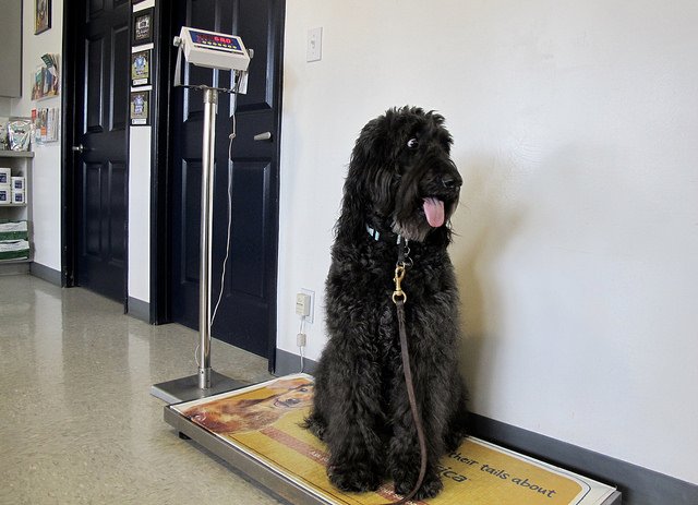 dog on scale in a vet office with epoxy floors
